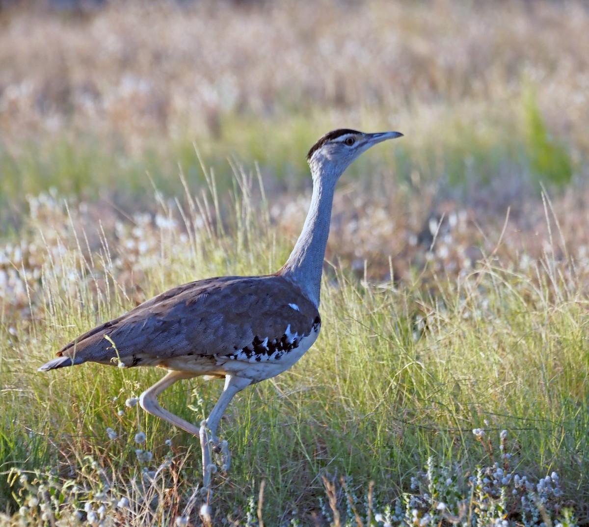 Australian Bustard - ML461360241