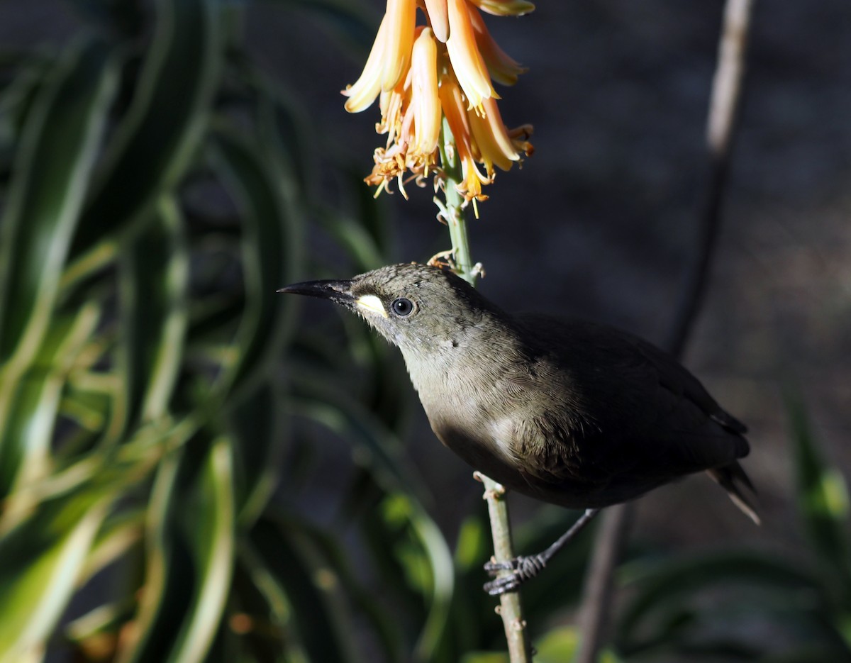 White-gaped Honeyeater - Steve Law