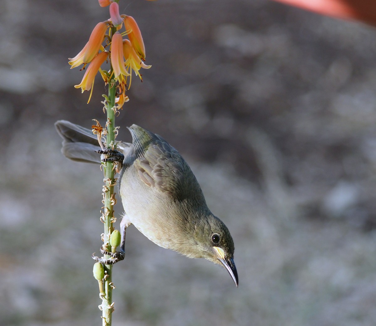 White-gaped Honeyeater - Steve Law