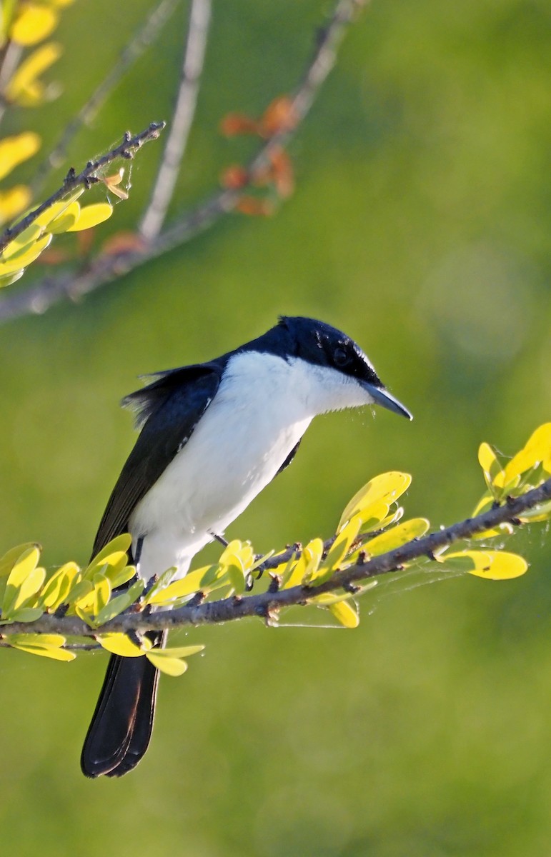 Paperbark Flycatcher - ML461361721