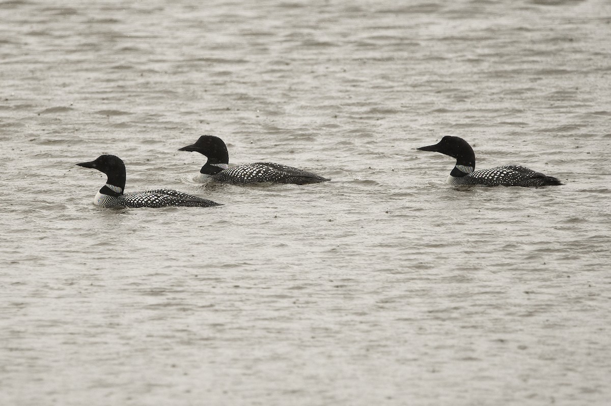 Common Loon - ML461364431