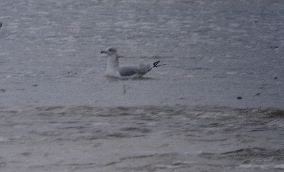 Ring-billed Gull - ML46136491