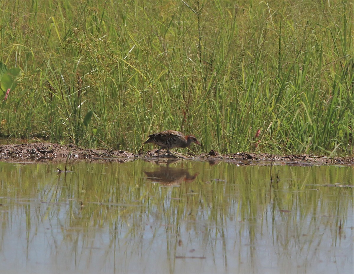 Buff-banded Rail - Fadzrun A.