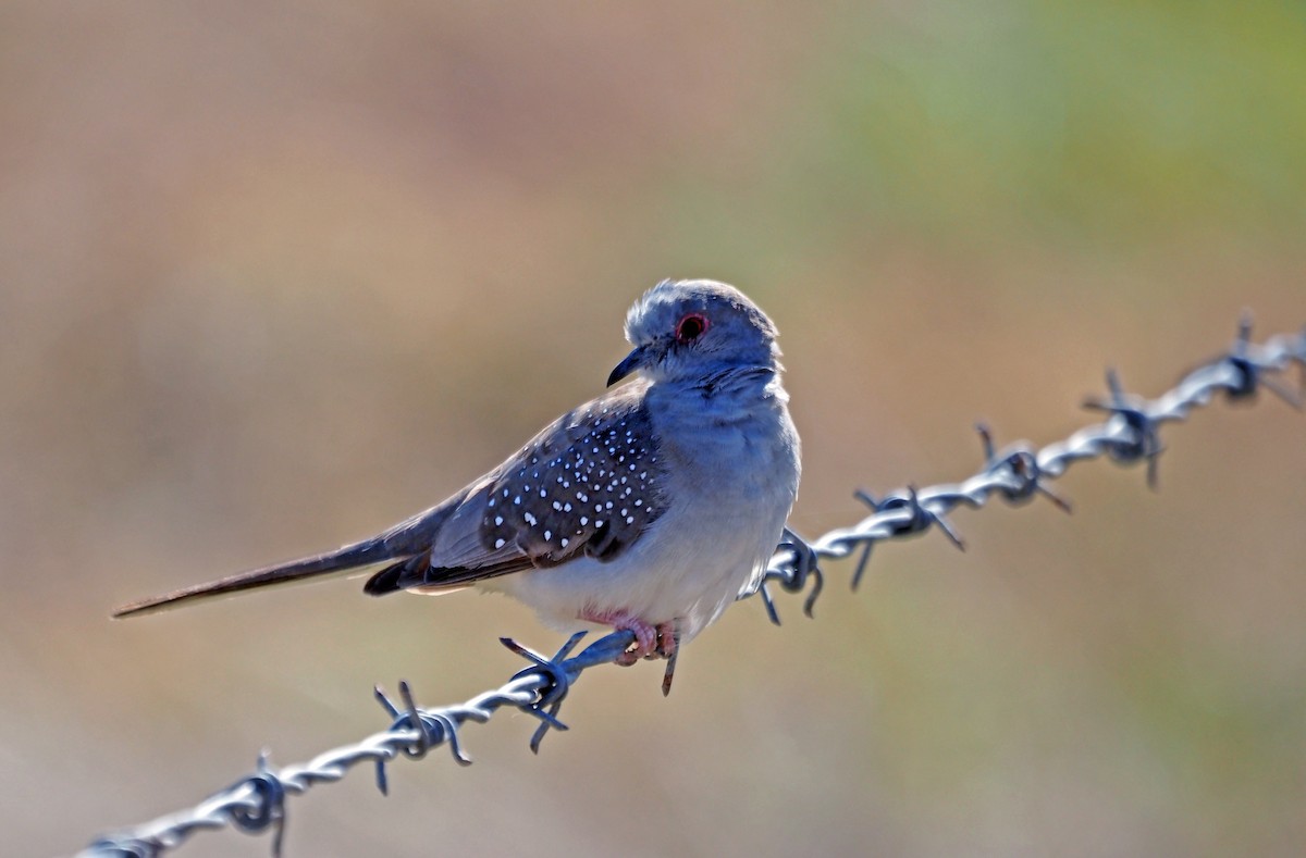 雪花姬地鳩 - ML461366031