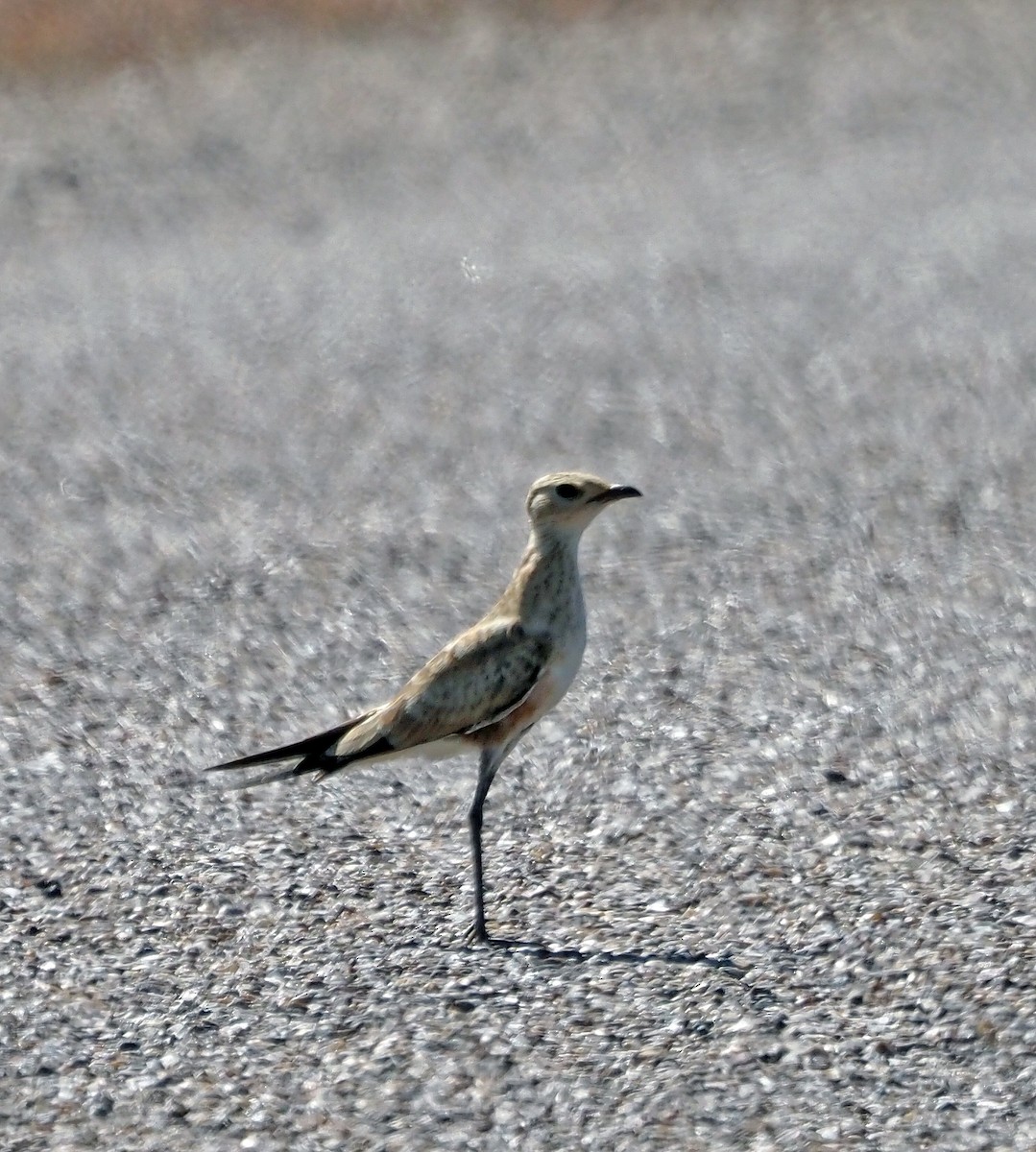 Australian Pratincole - ML461366201