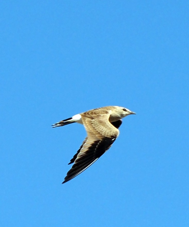 Australian Pratincole - ML461366311