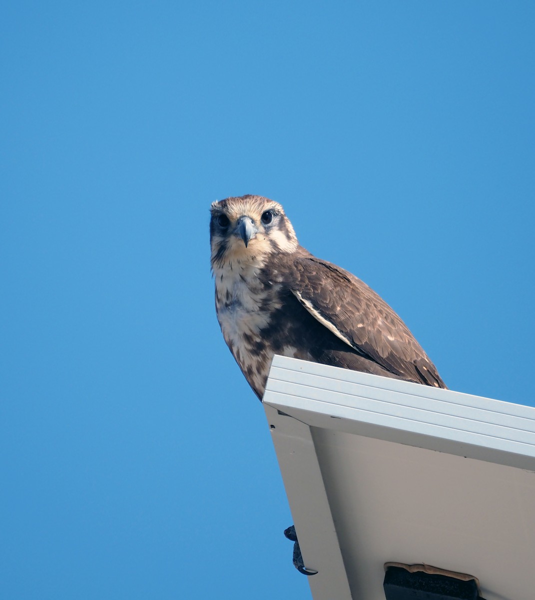 Brown Falcon - ML461366631