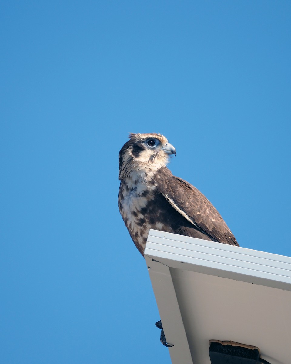 Brown Falcon - ML461366811