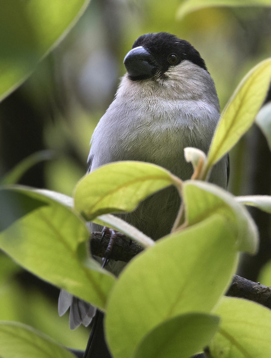 Azores Bullfinch - ML461366991