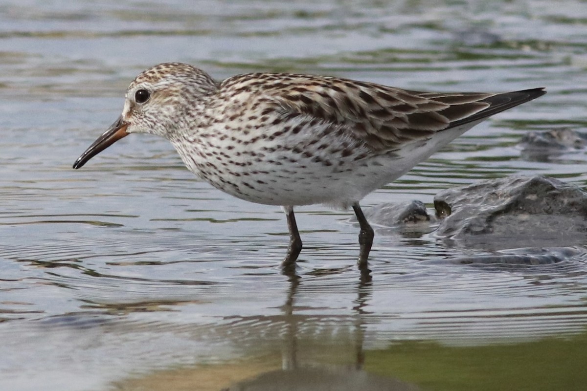 White-rumped Sandpiper - ML461367741