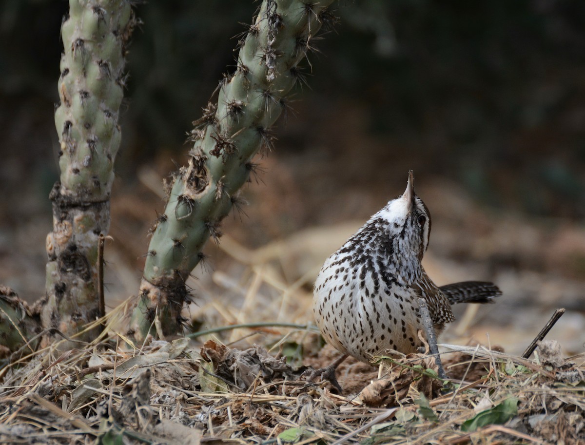 Cactus Wren - Patrick Maurice