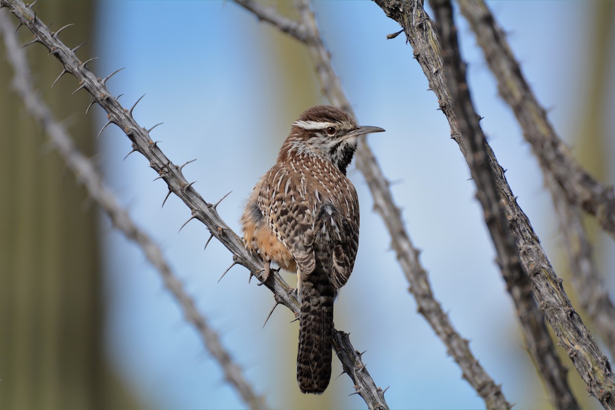 Cactus Wren - Patrick Maurice