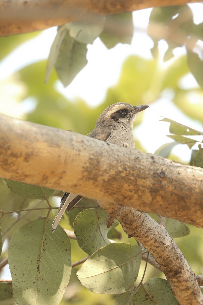 Common Woodshrike - Frank Thierfelder