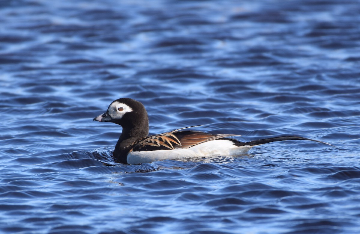 Long-tailed Duck - Dimitris Dimopoulos