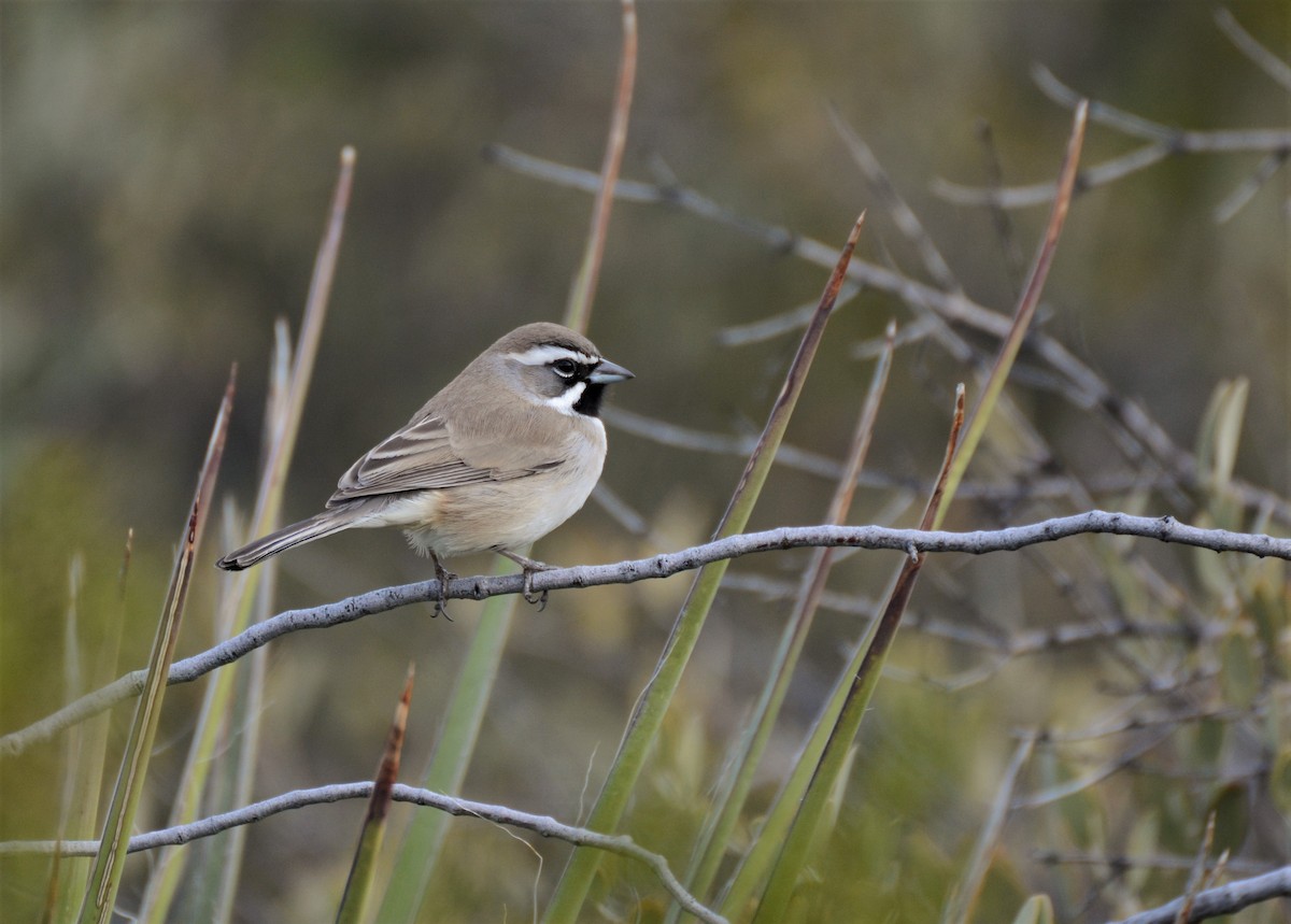 Black-throated Sparrow - ML46137011