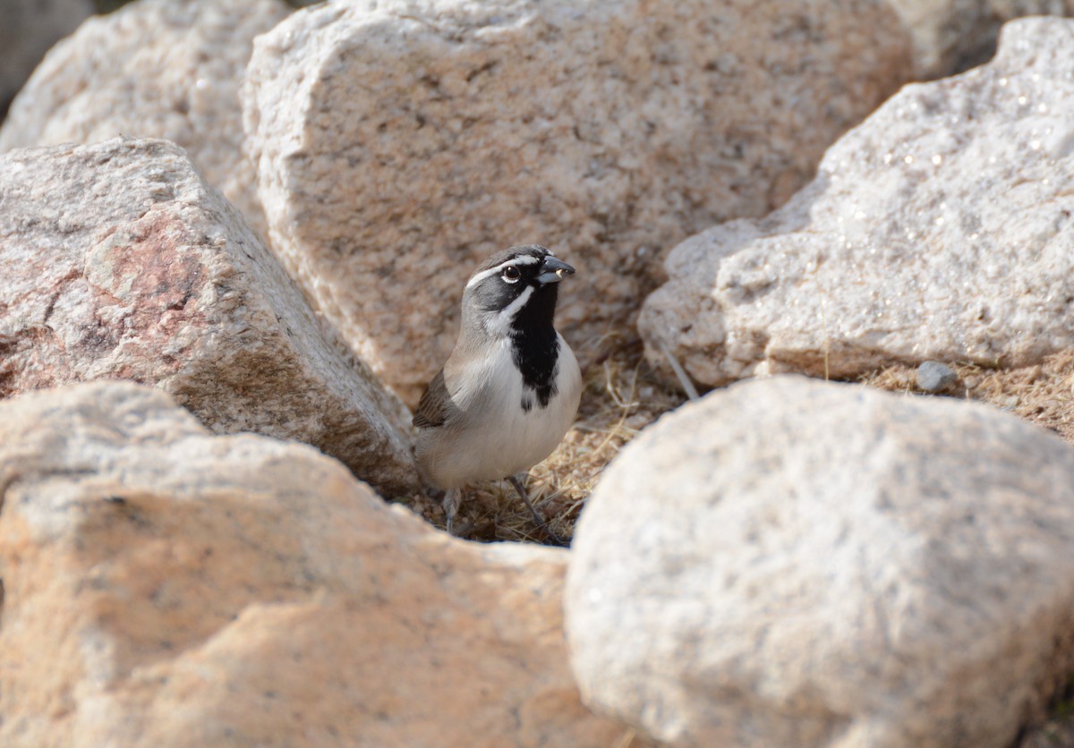 Black-throated Sparrow - ML46137031