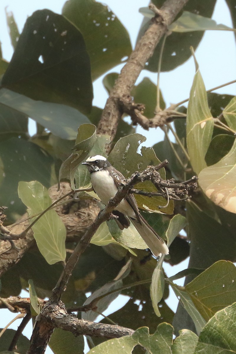 White-browed Fantail - ML461371761