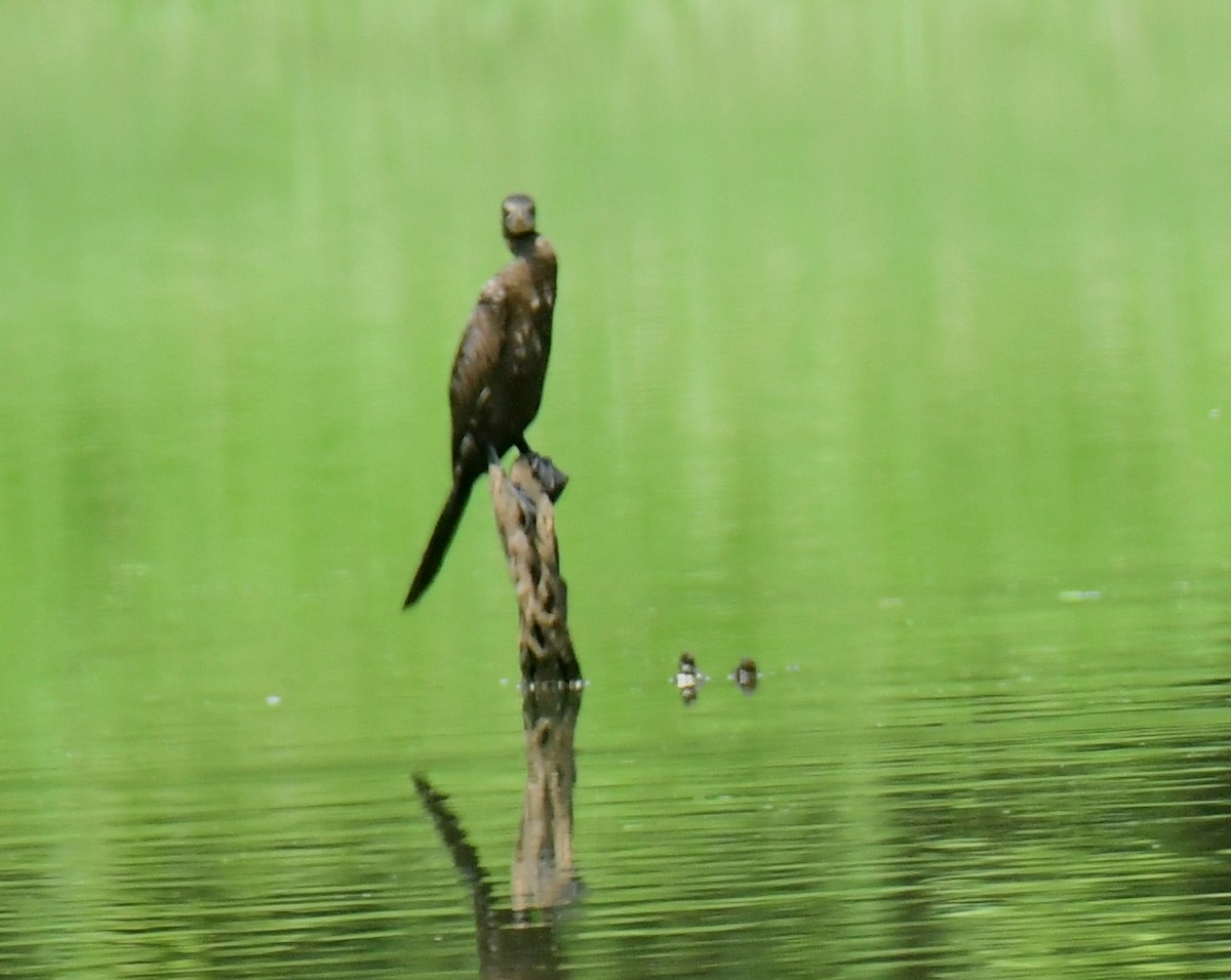 Cormorán de Java - ML461373501