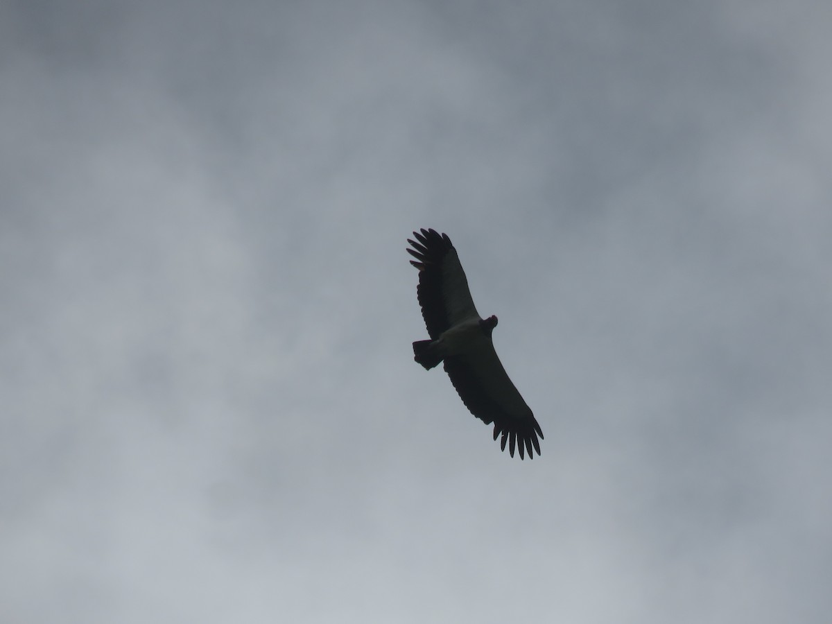 King Vulture - ML461373871