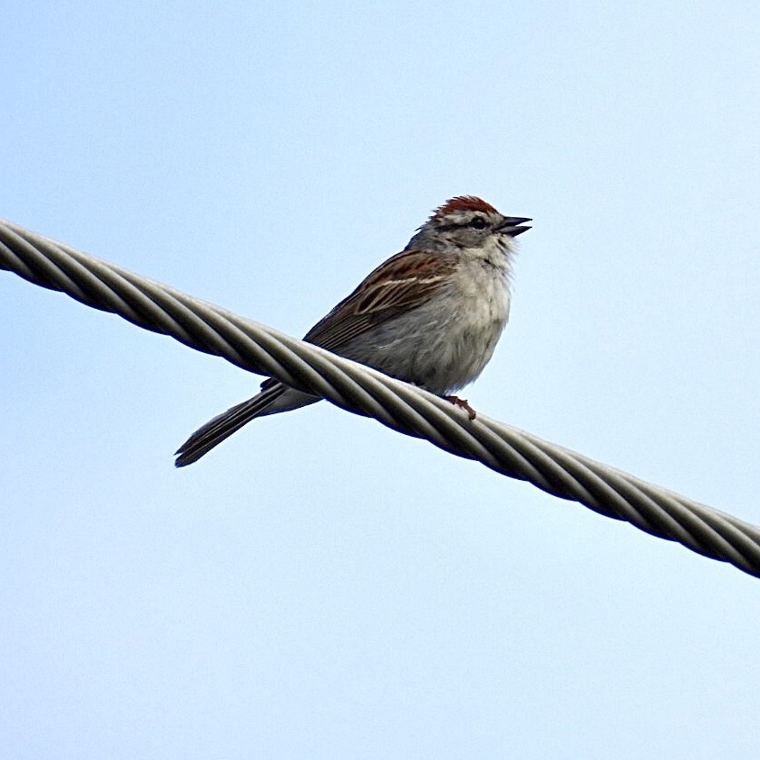 Chipping Sparrow - ML461375521