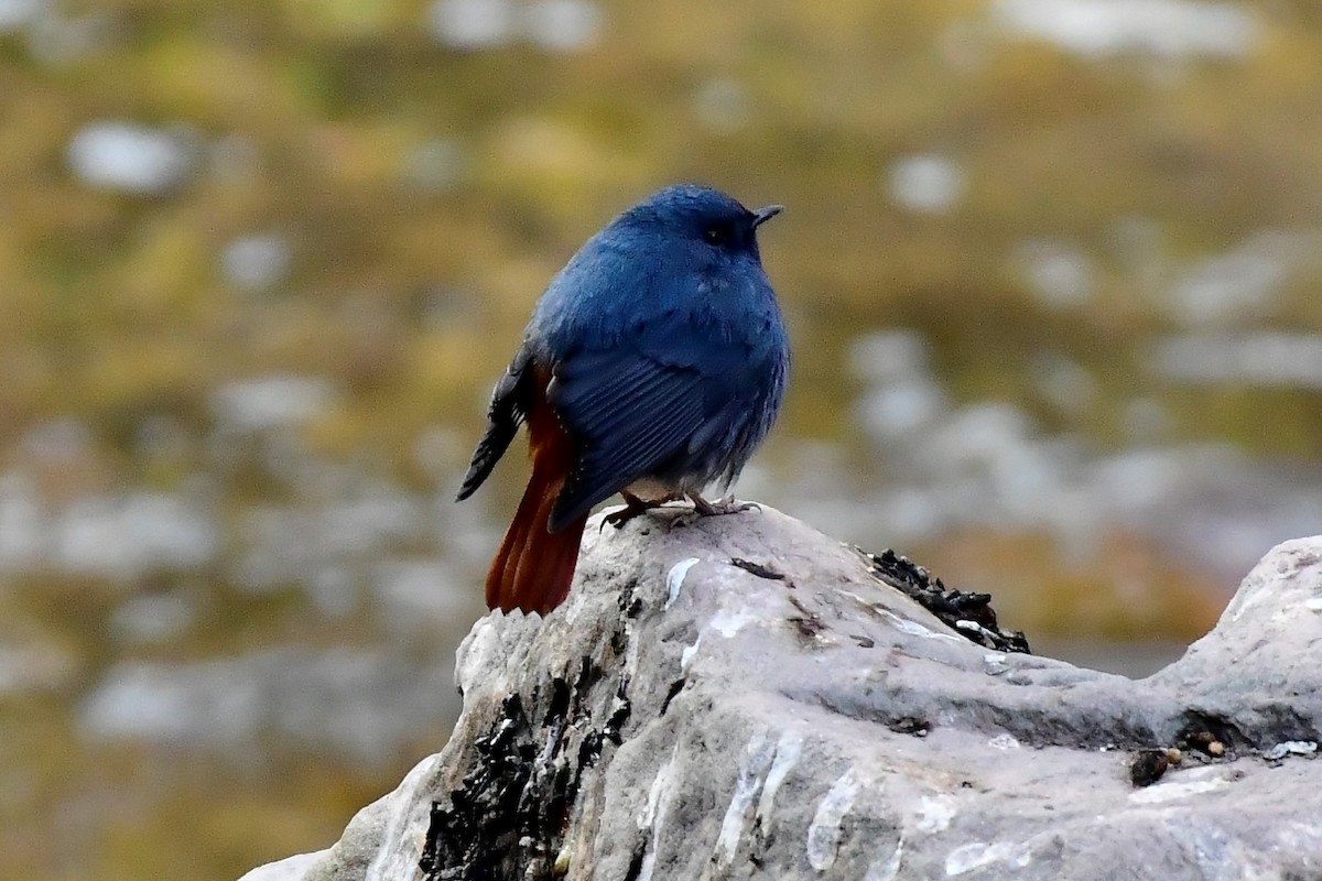 Plumbeous Redstart - ML461375531