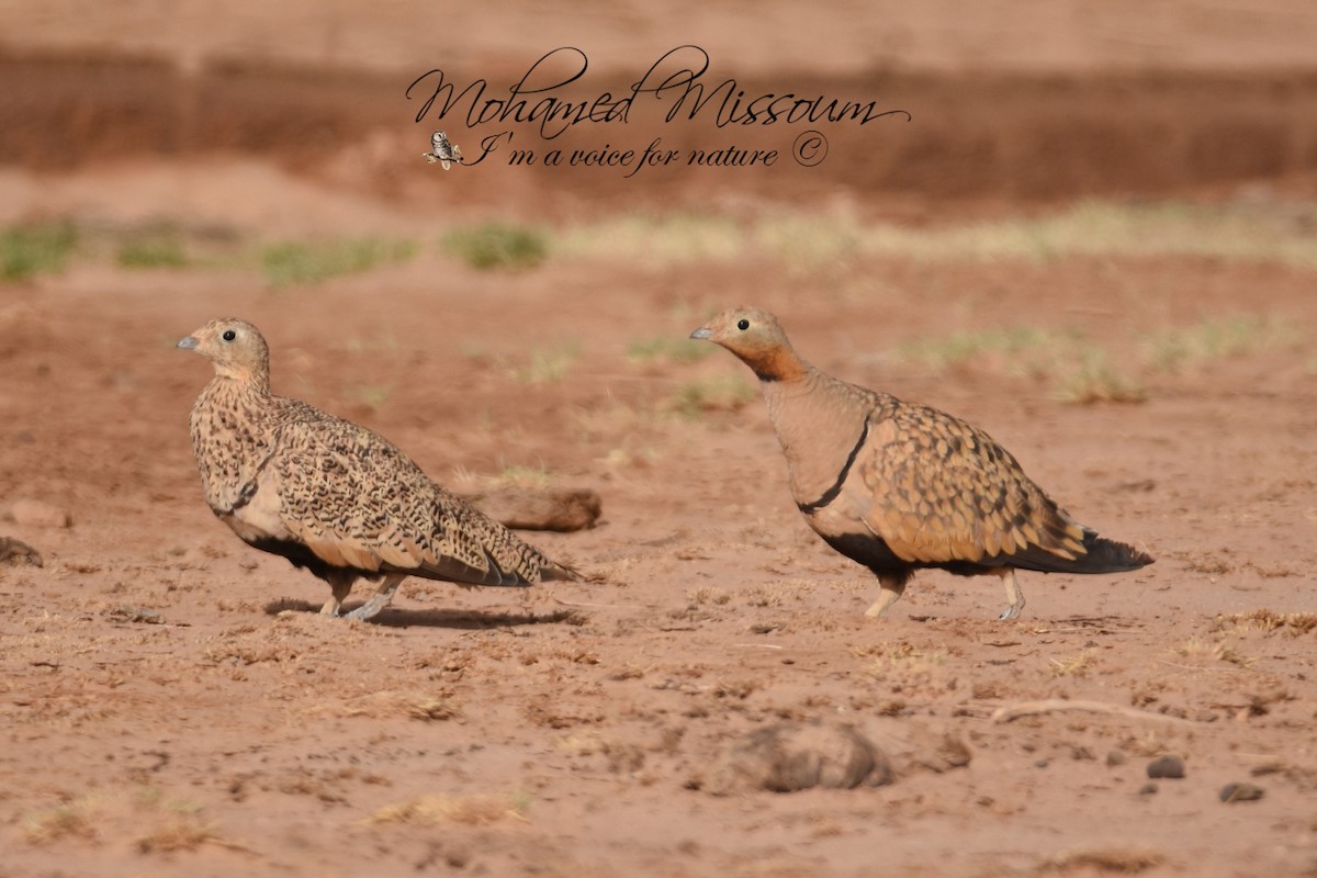 Black-bellied Sandgrouse - ML461376921
