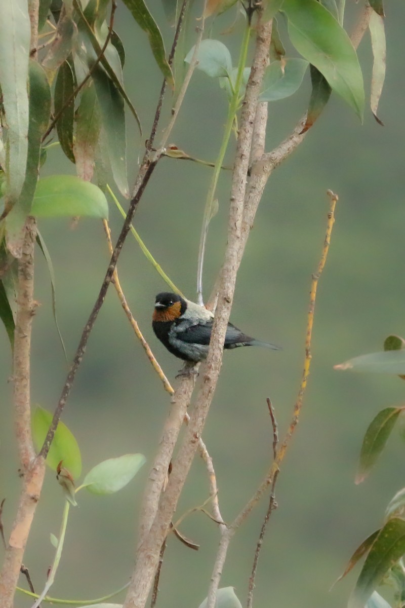 Silvery Tanager - Frank Thierfelder