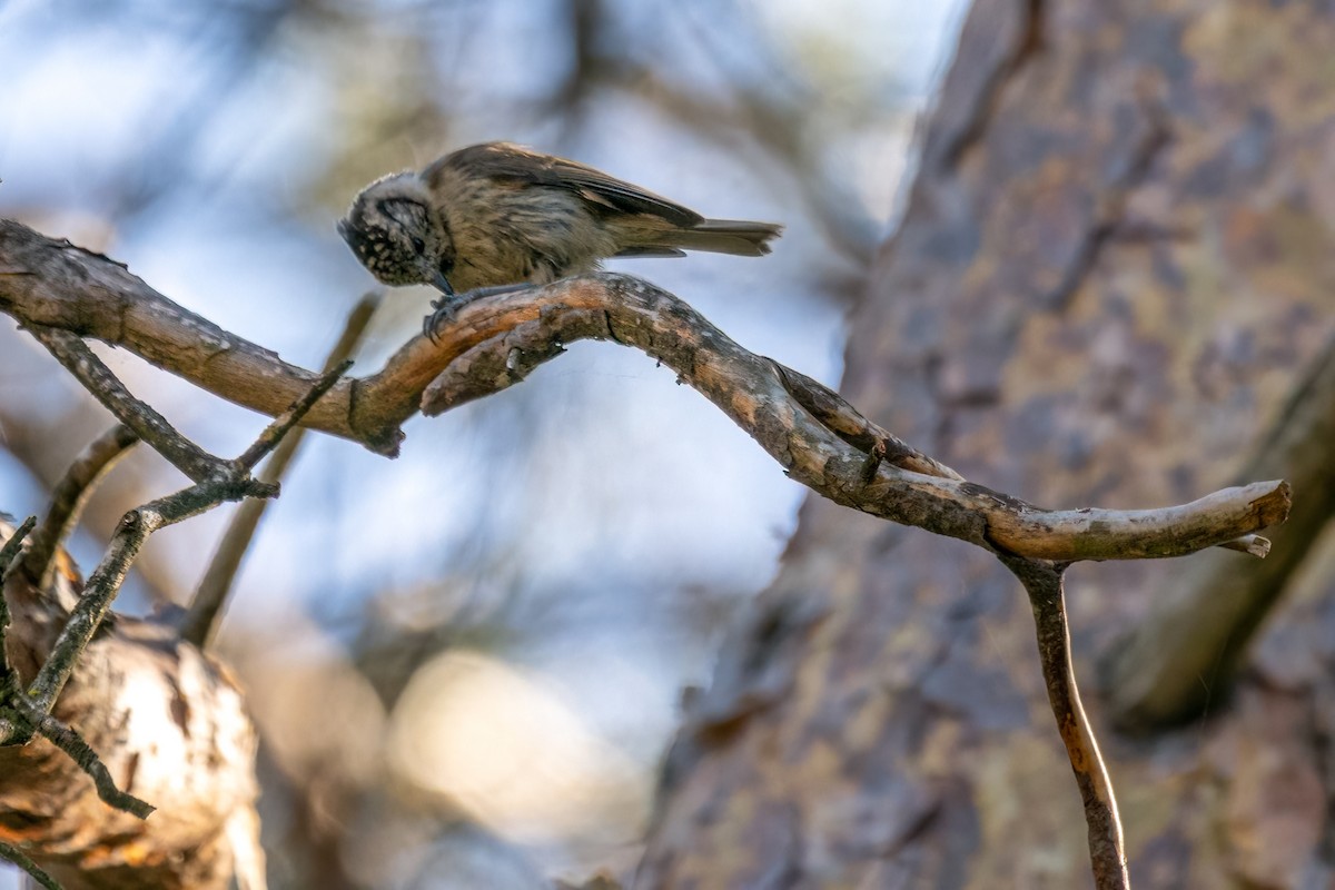 sýkora parukářka - ML461380311