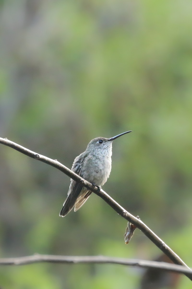 Spot-throated Hummingbird - Frank Thierfelder