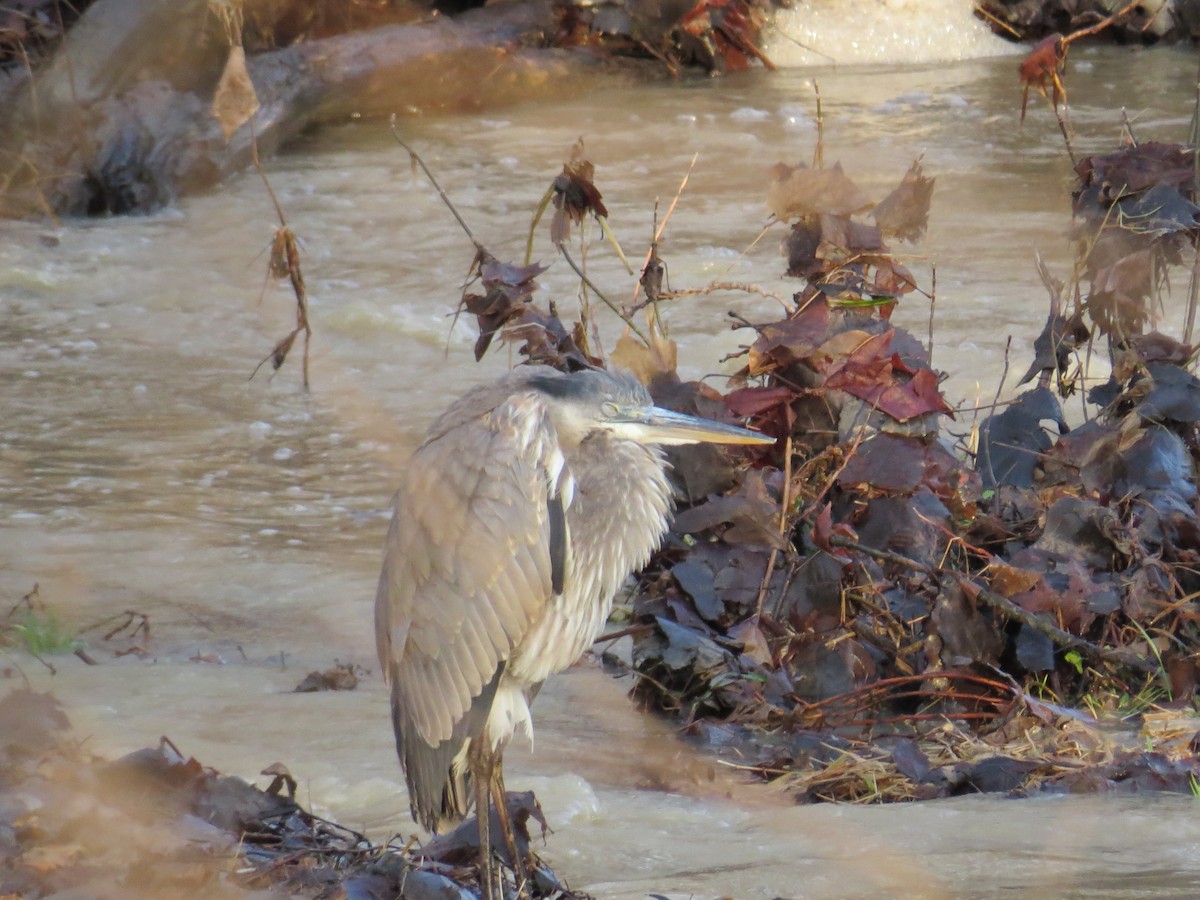 Great Blue Heron - Michael L Crouse