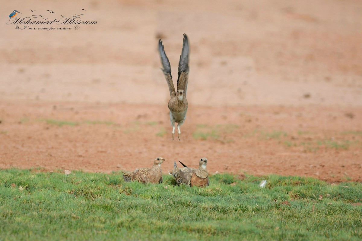 Pin-tailed Sandgrouse - ML461382751