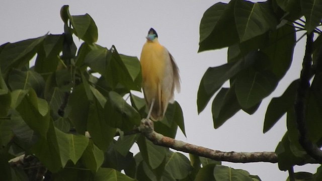 Garza Capirotada - ML461382801