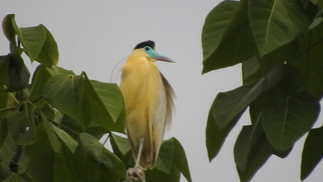 Capped Heron - ML461382901