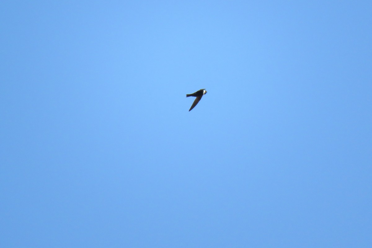 White-collared Swift - ML461383771