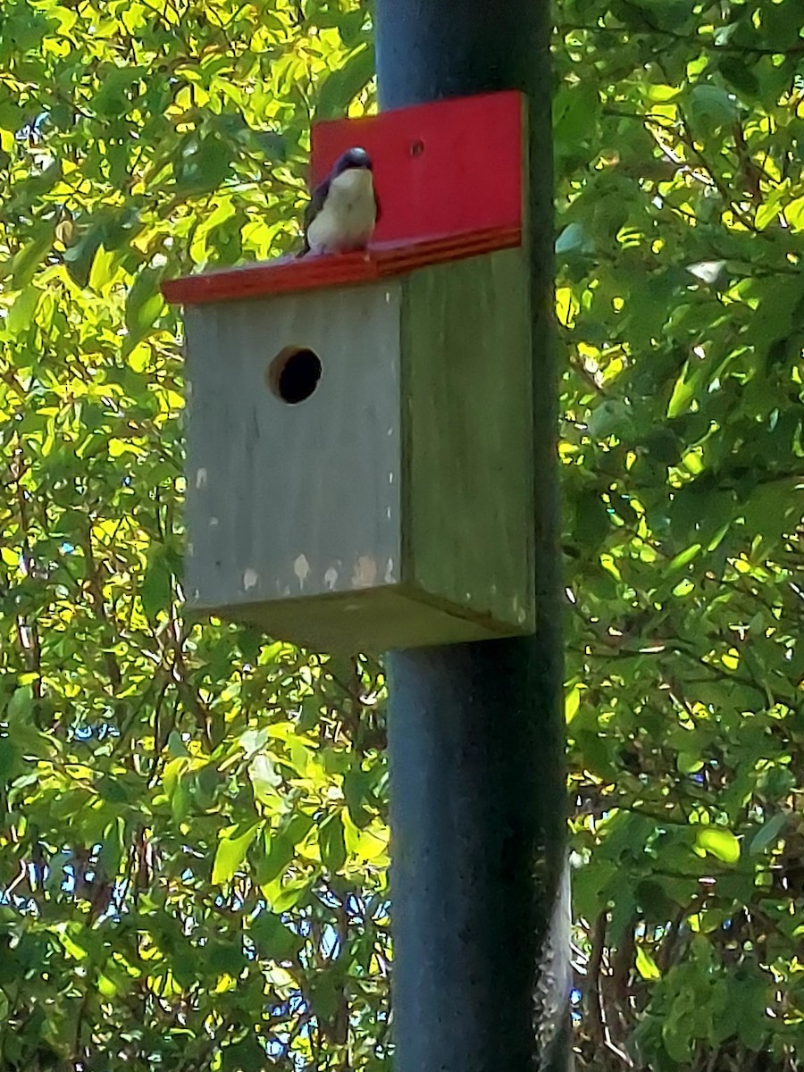 Tree Swallow - ML461384111