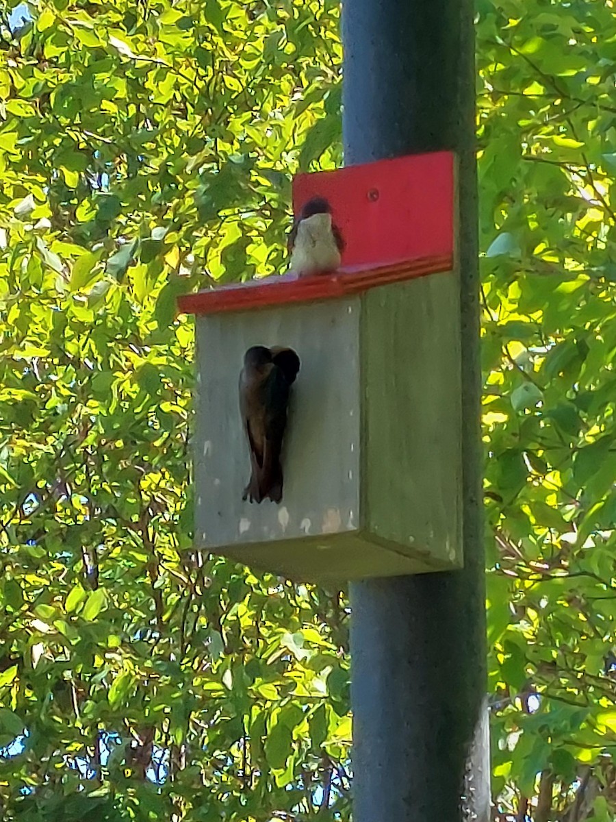 Tree Swallow - ML461384121