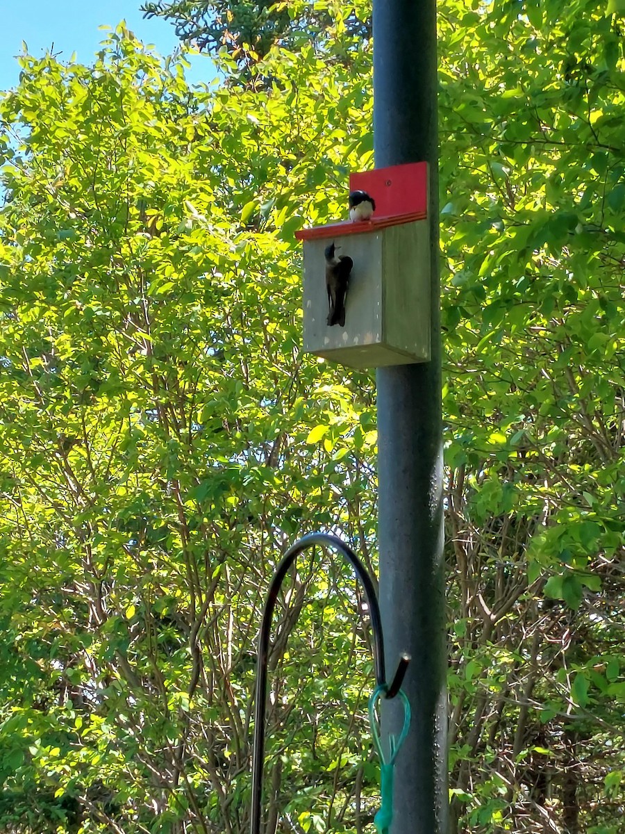 Tree Swallow - ML461384131