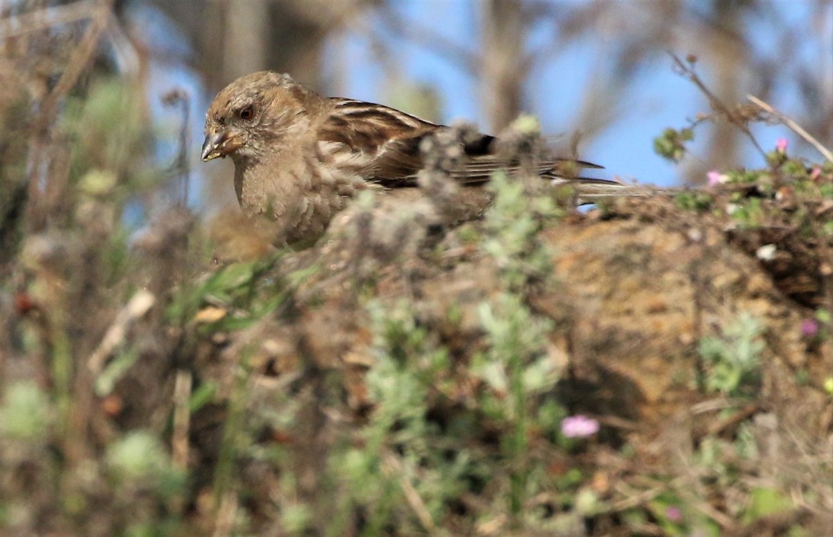 Plain Mountain Finch - ML461384831