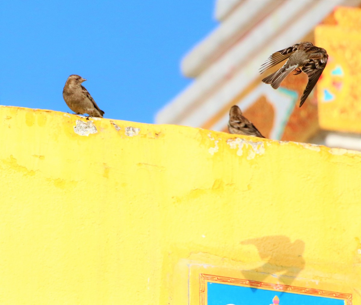 Plain Mountain Finch - ML461384841