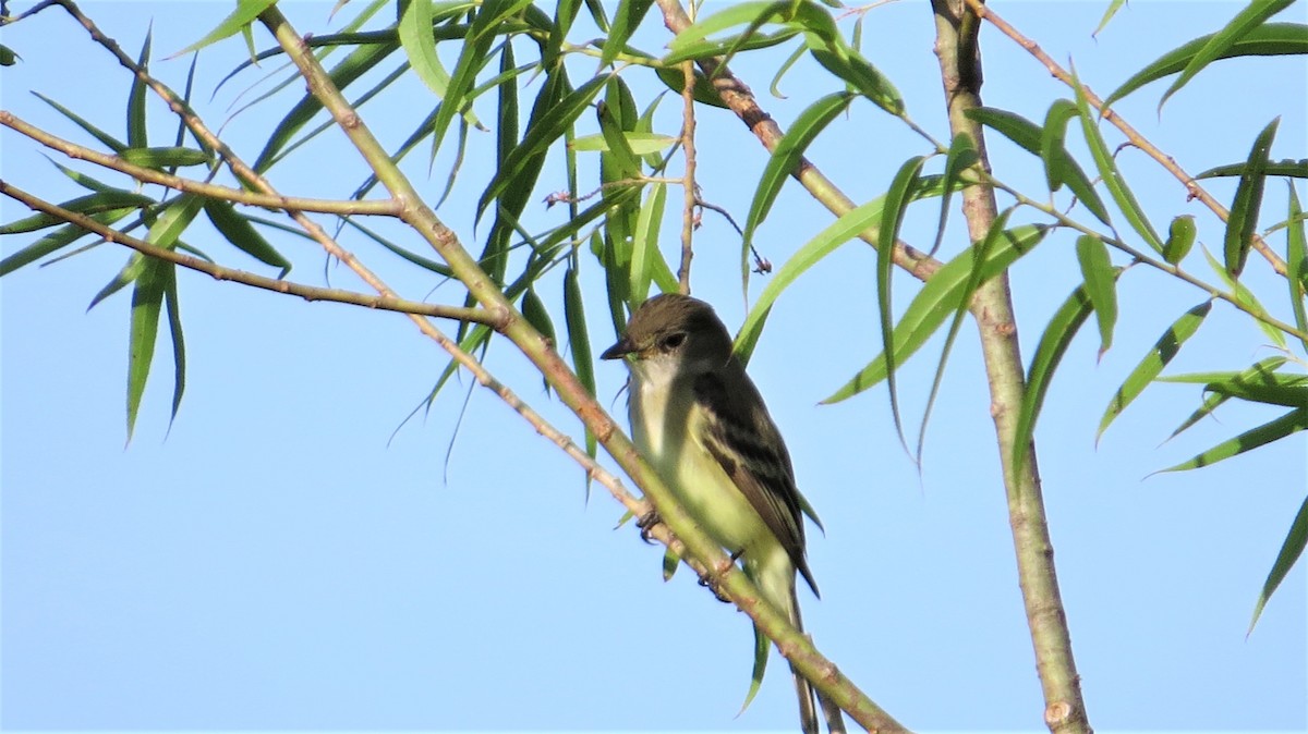 Willow Flycatcher - ML461385601