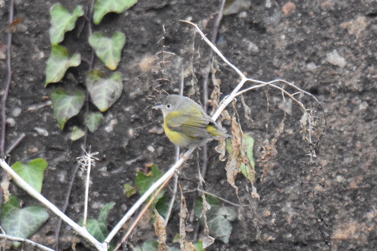 Nashville Warbler - Ryan Graves