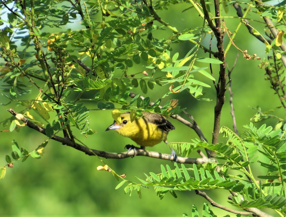 Orchard Oriole - ML461386191