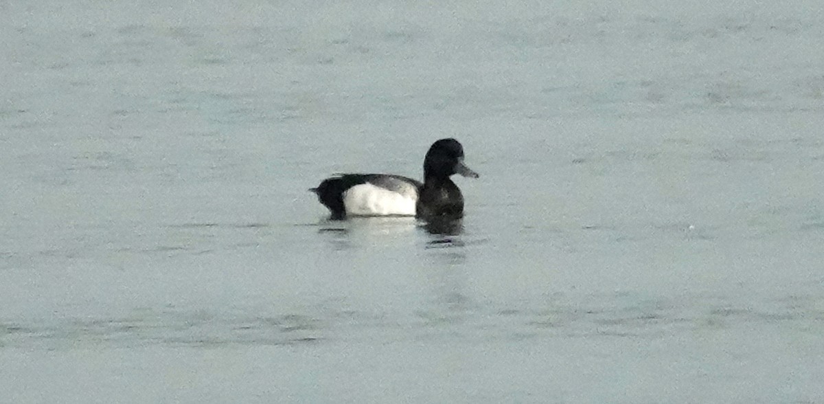 Greater Scaup - ML461386251