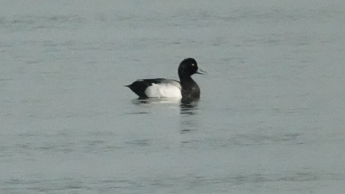 Greater Scaup - ML461386281
