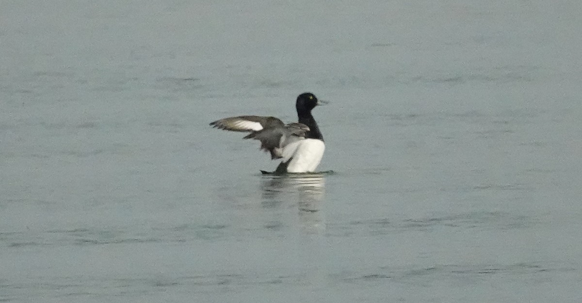 Greater Scaup - ML461386291