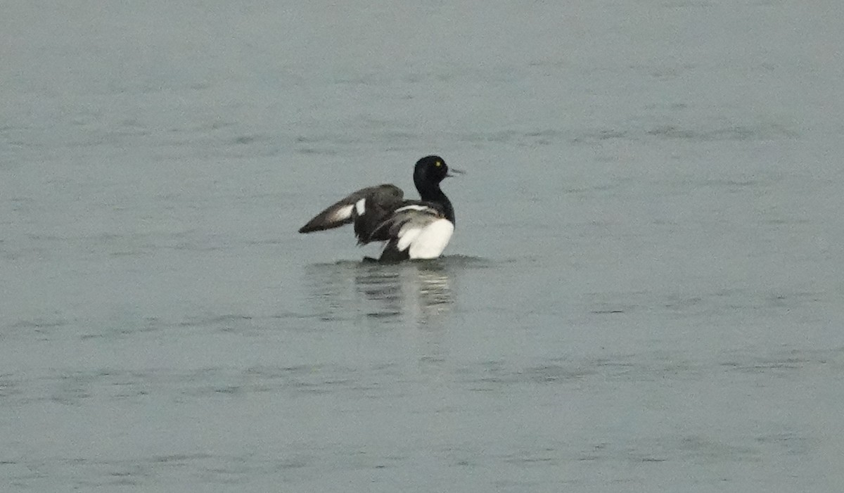 Greater Scaup - ML461386321