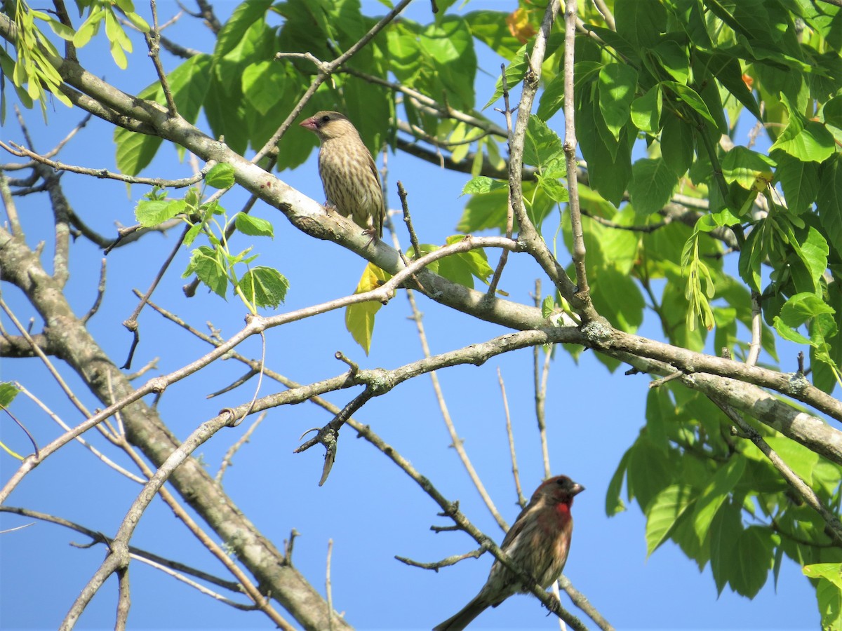 House Finch - ML461386461