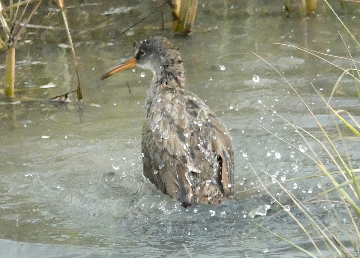 Clapper Rail - ML461386511