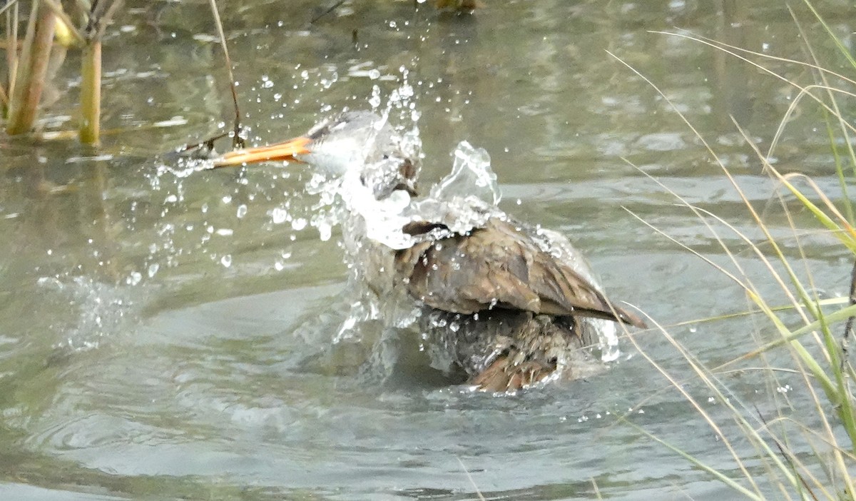 Clapper Rail - ML461386551