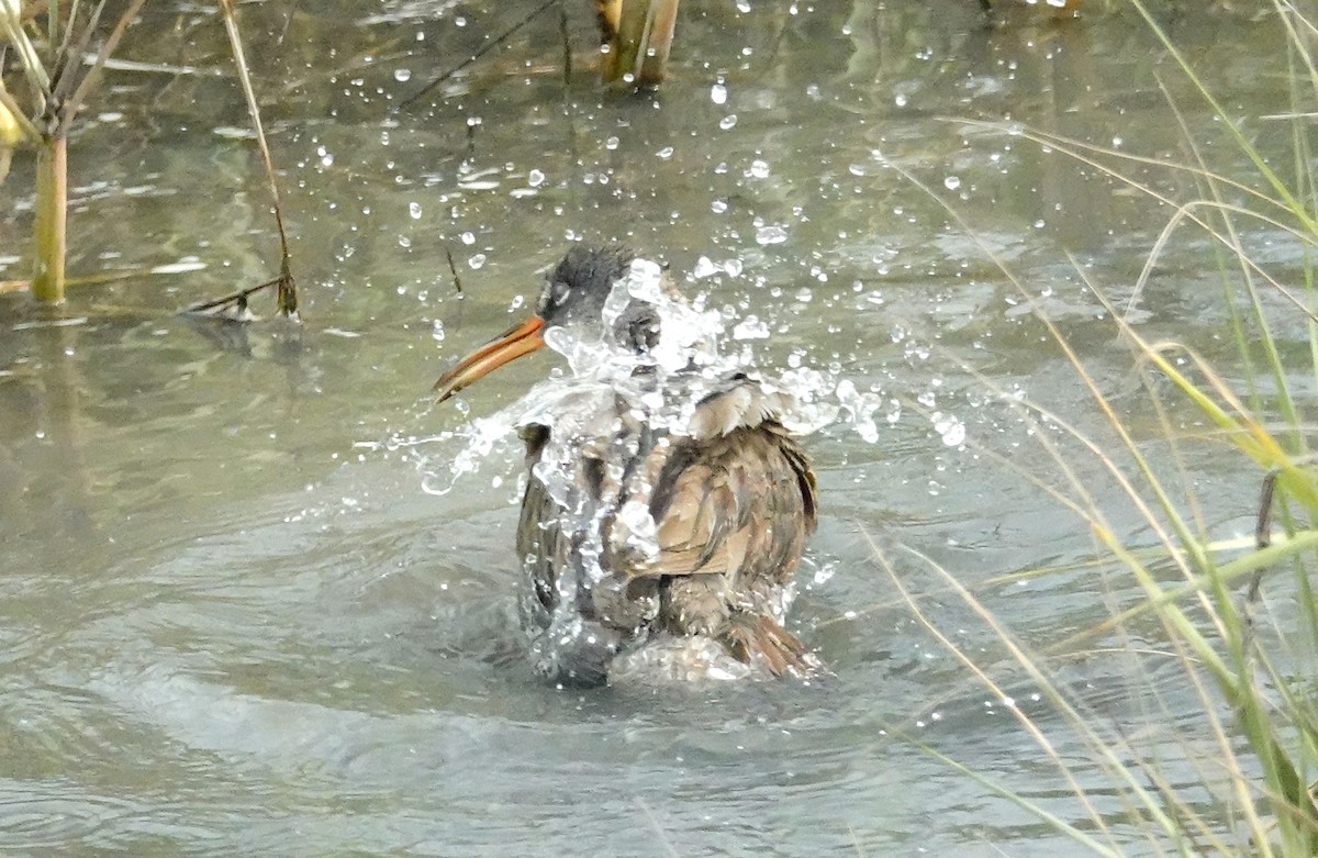 Clapper Rail - ML461386581